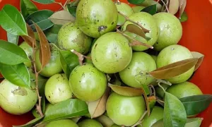 Vú sữa Lò Rèn là đặc sản tỉnh nào? Vú sữa Lò Rèn là đặc sản tỉnh nào?